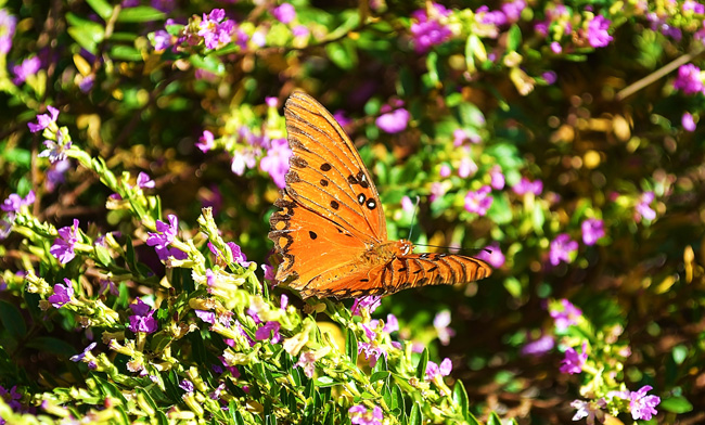 Butterfly-650.jpg