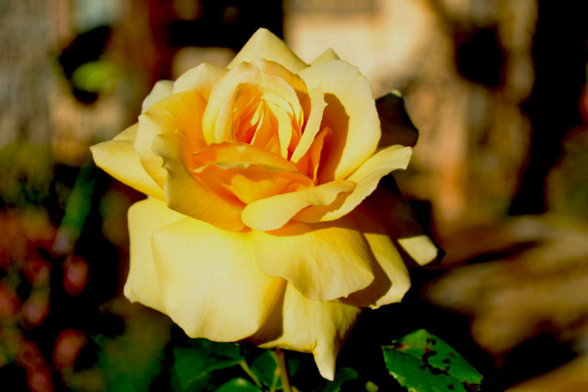Yellow Rose of Texas-650.jpg